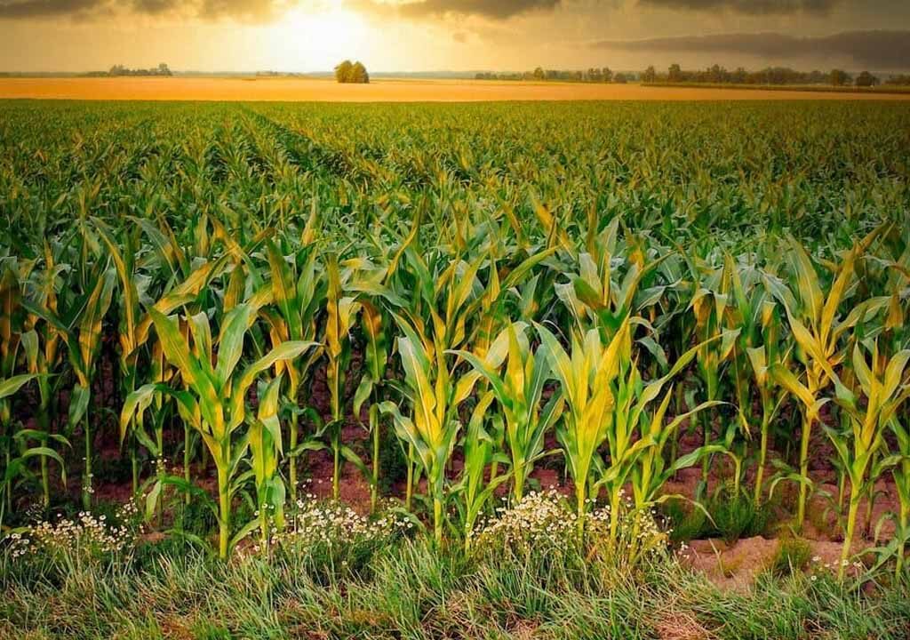 View of a ripe crop field with a sunsent on the background